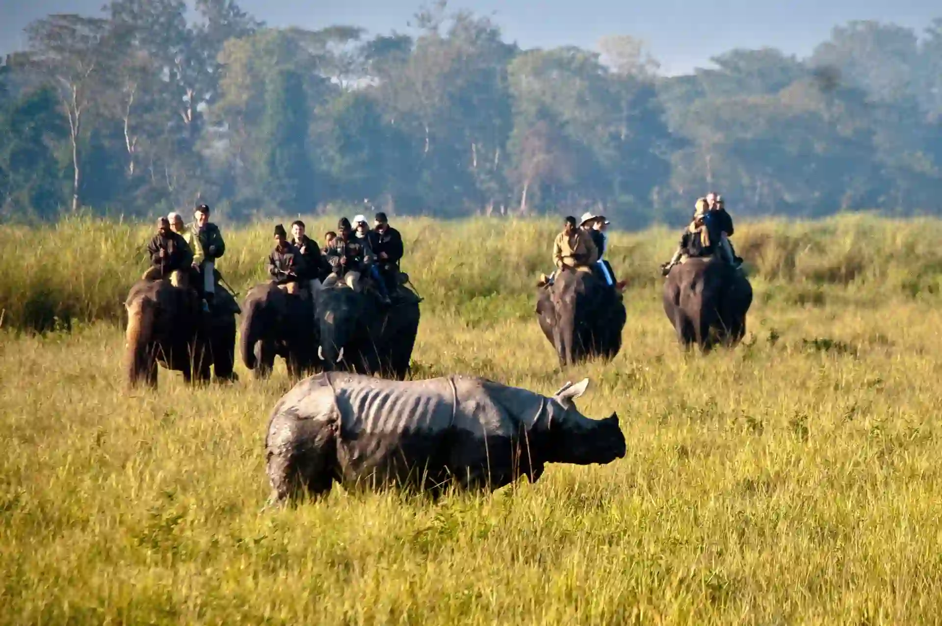 kaziranga-safari