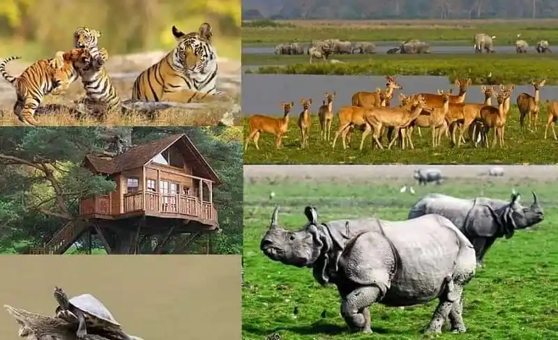 kaziranga
